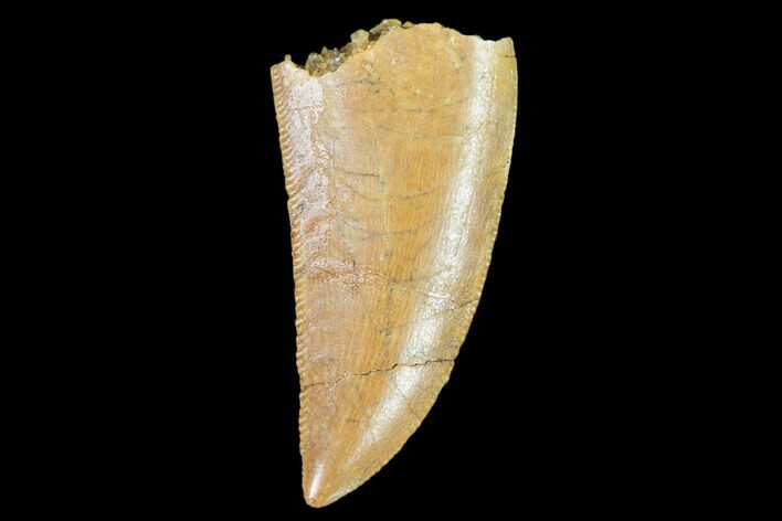 Raptor Tooth - Real Dinosaur Tooth #102384